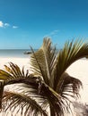 The Clean Beaches of CelestÃÂºn - MEXICO - PALM TREES